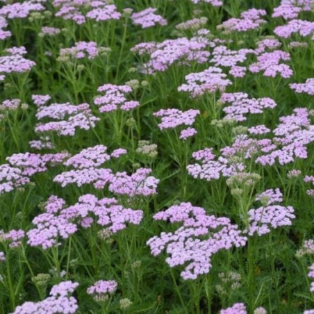 Achillea Millefolium Lilac Beauty - Rose