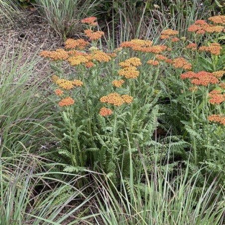 Achillea Millefolium Walter Funke - Rouge