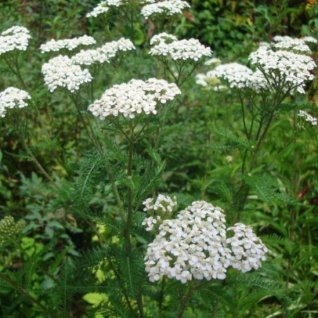 Achillea Millefolium Wildform - Blanc