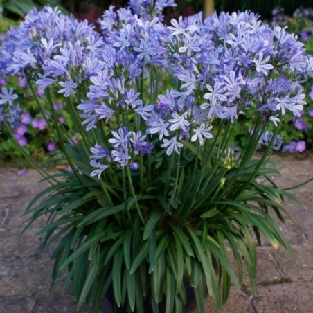 Agapanthus Charlotte - Bleu Et Blanc