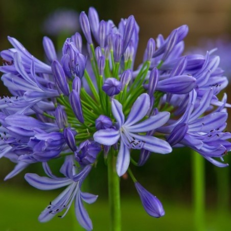 Agapanthus Monique - Bleu