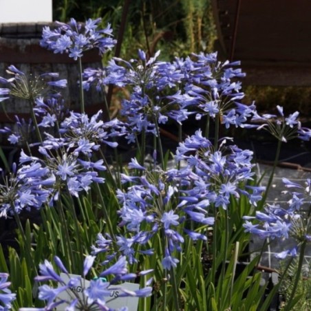 Agapanthus Pinocchio - Bleu Foncé