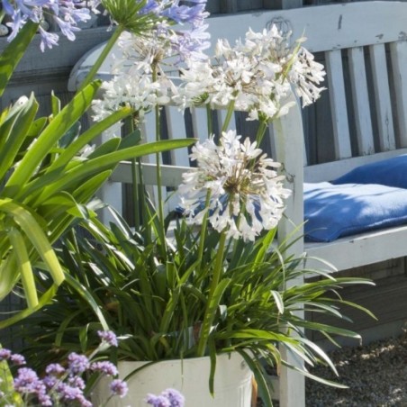 Agapanthus Polar Ice - Blanc