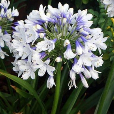 Agapanthus Twister - Bleu Et Blanc