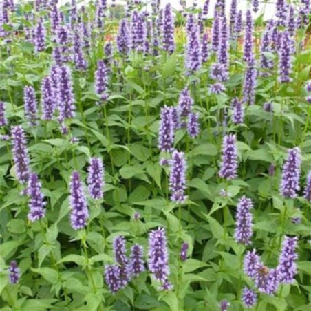 Agastache Black Adder - Bleu Fonce