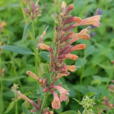 Agastache Kolibri - Saumon