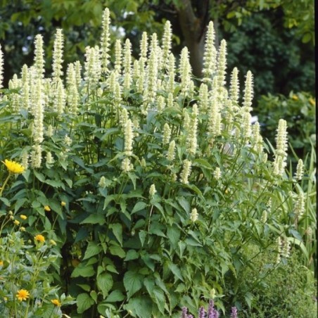 Agastache Rugosa Alabaster - Blanc