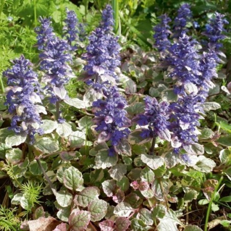 Ajuga Reptans Burgundy Glow - Bleu