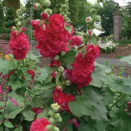 Alcea Charter'S Double Scarlet - Rouge