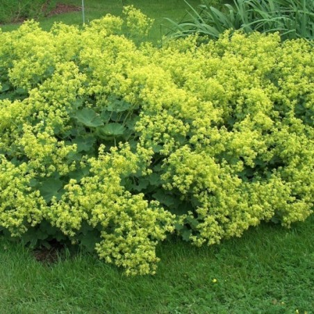 Alchemilla Mollis Thriller - Jaune