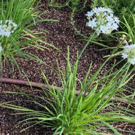 Allium Schoenoprasum (Ciboulette)