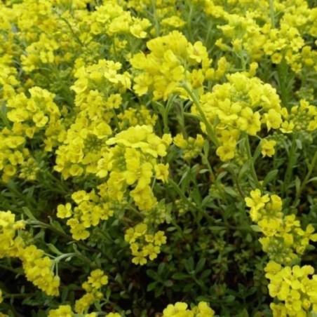 Alyssum Montanum Berggold - Jaune