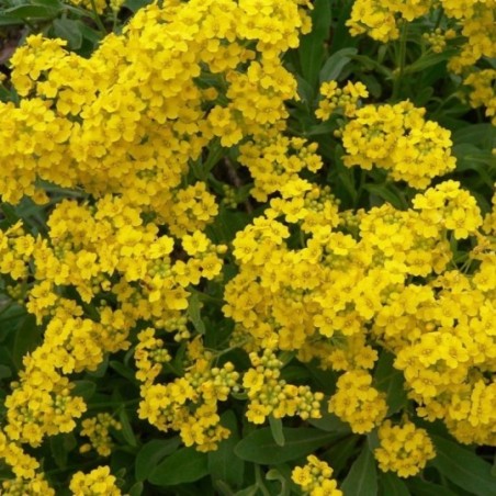 Alyssum Saxatile Compactum - Jaune