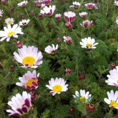 Anacyclus Depressus Garden Gnome - Blanc