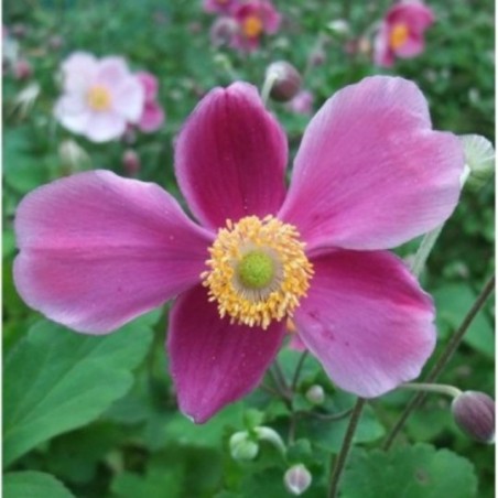 Anemone Hupehensis - Rose