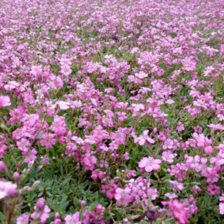 Gypsophila Repens Rosea - Rose