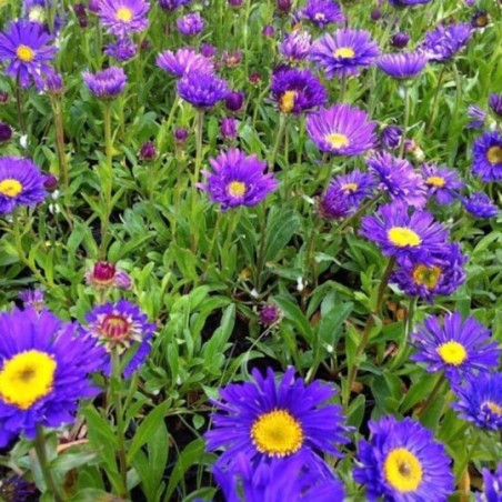 Aster Alpinus  - Violet