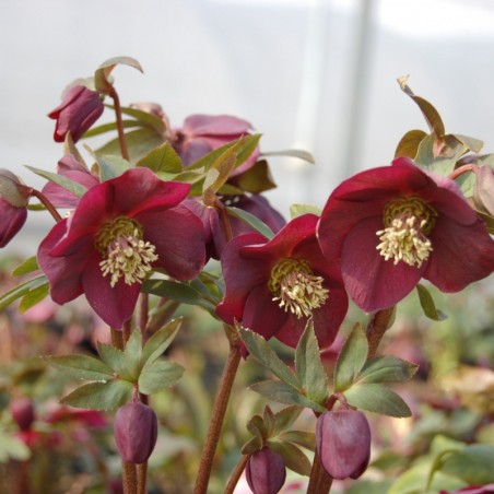 Helleborus Orientalis Red Hybrids - Rouge