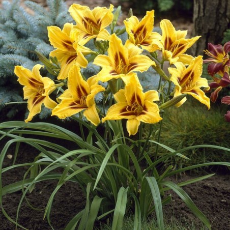 Hemerocallis Bonanza - Jaune Orange Coeur Pourpre