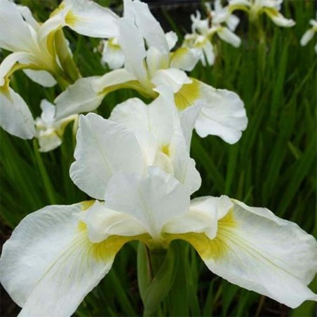 Iris Sibirica Snow Queen - Blanc Cœur Doré