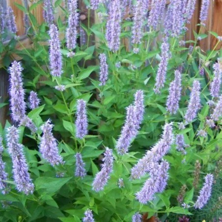 Agastache Blue Fortune - Bleu