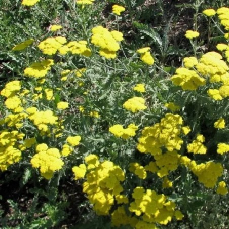 Achillea Clypeolata Moonshine - Jaune