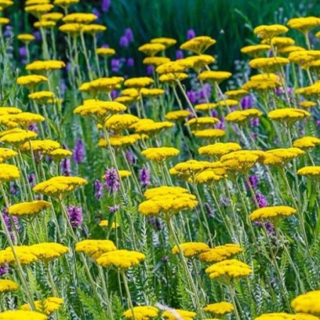 Achillea Filipendula Cloth Of Gold - Jaune