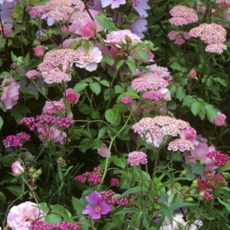 Achillea Millefolium Appleblossom - Rose