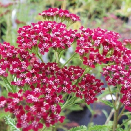 Achillea Millefolium Cassis - Cassis