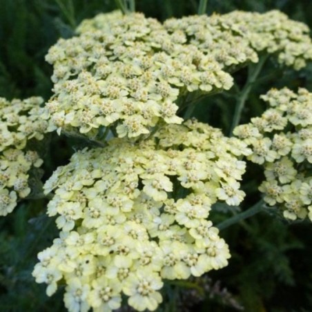 Achillea Millefolium Credo - Crème