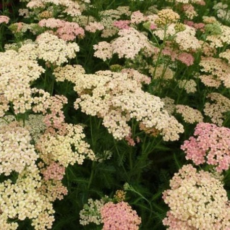 Achillea Millefolium Lachsschönheit - Saumon