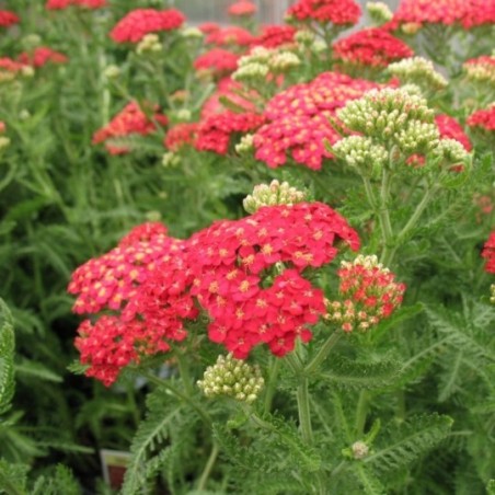 Achillea Millefolium Paprika - Rouge