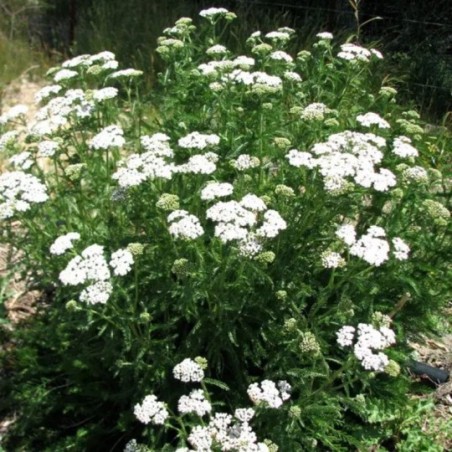 Achillea Millefolium Proa - Blanc