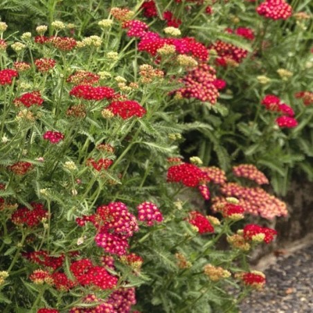 Achillea Millefolium Red Velvet - Rouge