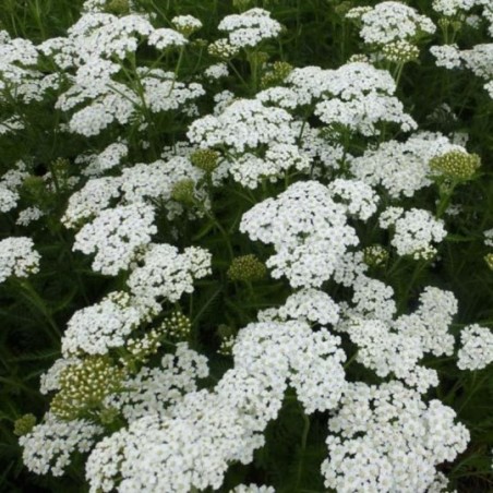 Achillea Millefolium Schneetaler - Blanc