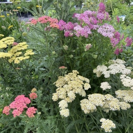 Achillea Millefolium Summerpastel - Varié