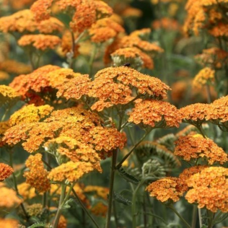 Achillea Millefolium Terracotta - Orange