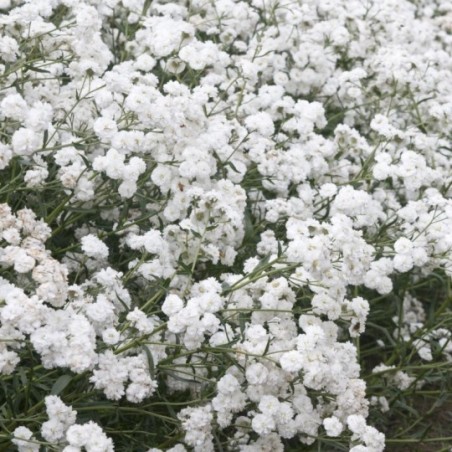 Achillea Ptarmica La Perle - Blanc