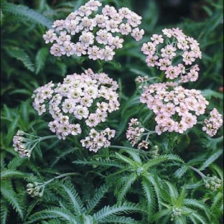 Achillea Sibirica Love Parade -