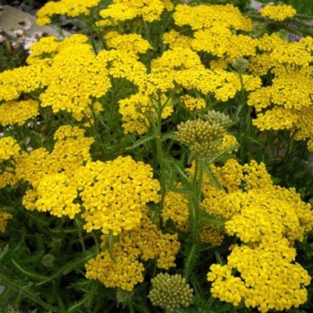 Achillea Tomentosa Aurea - Jaune