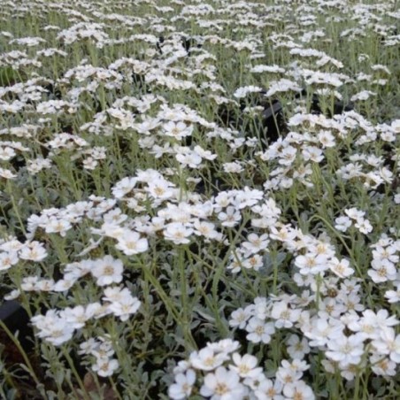 Achillea Umbellata - Blanc