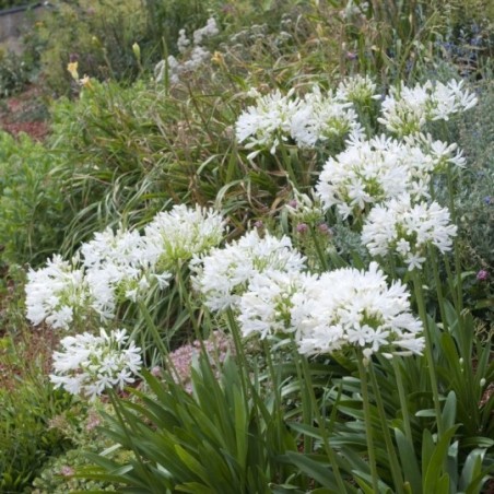 Agapanthus Africanus - Blanc