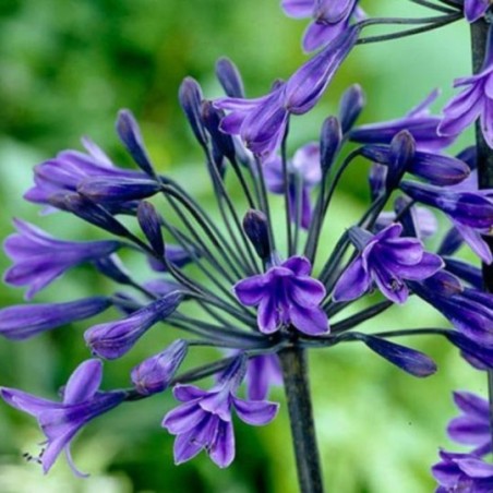 Agapanthus Black Buddhist - Bleu Foncee