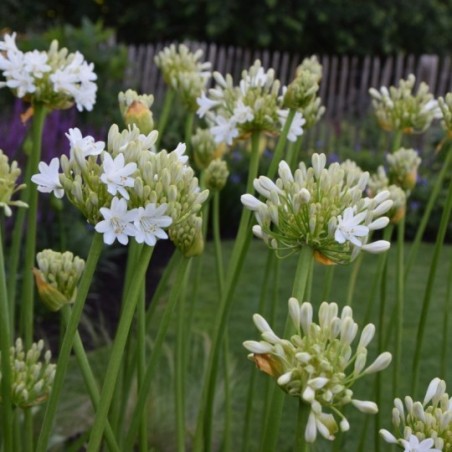 Agapanthus Duivenbrugge White - Blanc