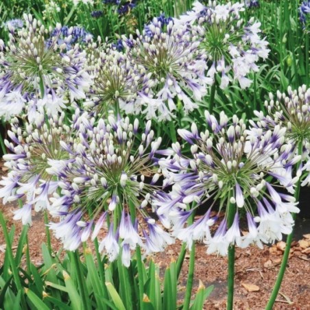 Agapanthus Fire Works - Blanc Et Bleu