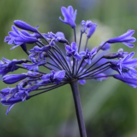 Agapanthus Intermedia - Bleu Foncé