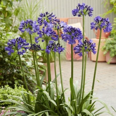 Agapanthus Midnight Sky - Bleu Foncee  -