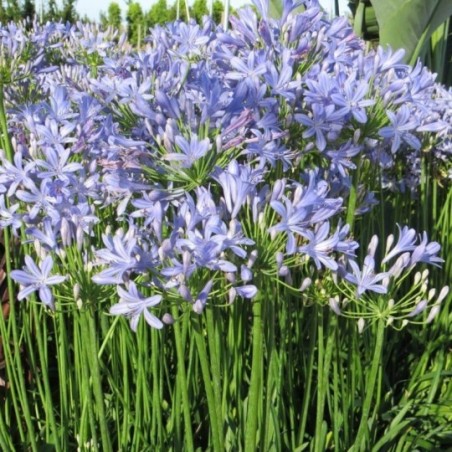 Agapanthus Peter Pan - Bleu Clair