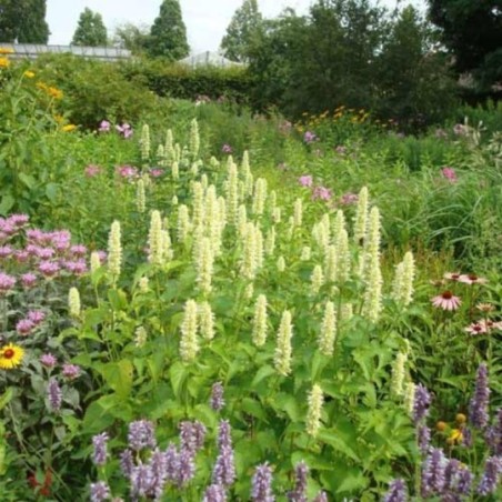 Agastache Foeniculum Alabaster - Blanc