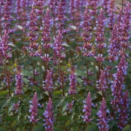 Agastache Purple Haze - Pourpre